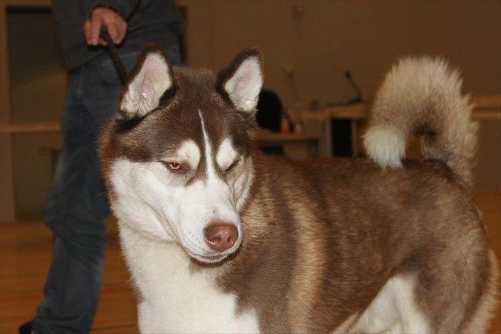 Siberian husky Snow Husky Ziemabor Aslan billede 6