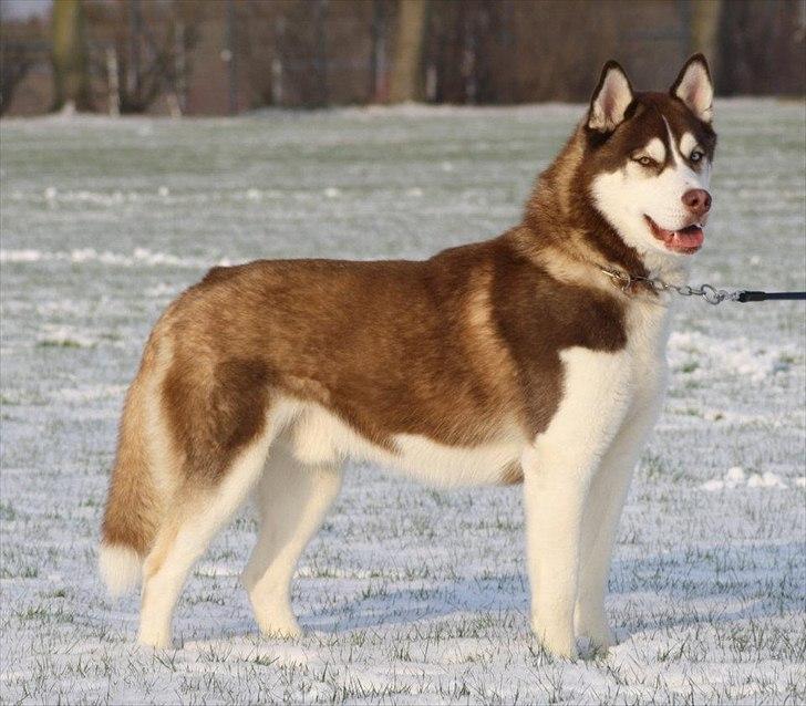 Siberian husky Snow Husky Ziemabor Aslan billede 1