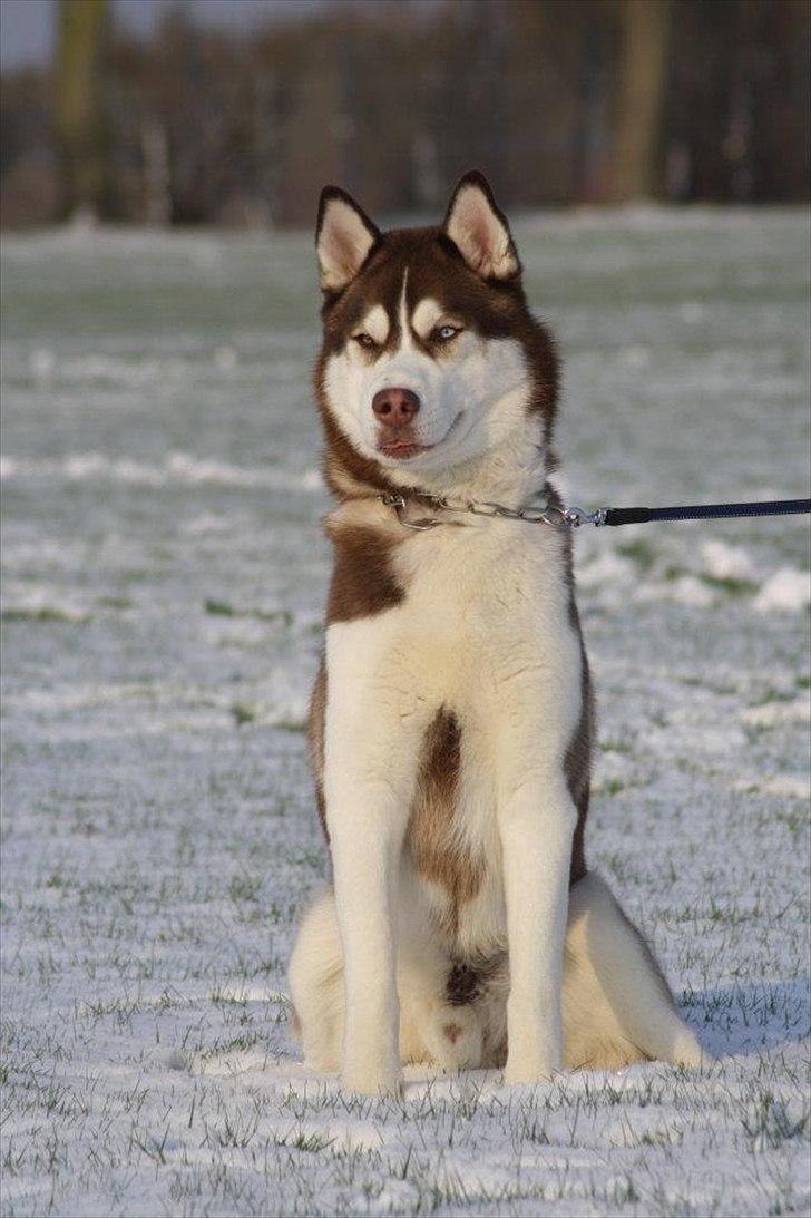 Siberian husky Snow Husky Ziemabor Aslan billede 3