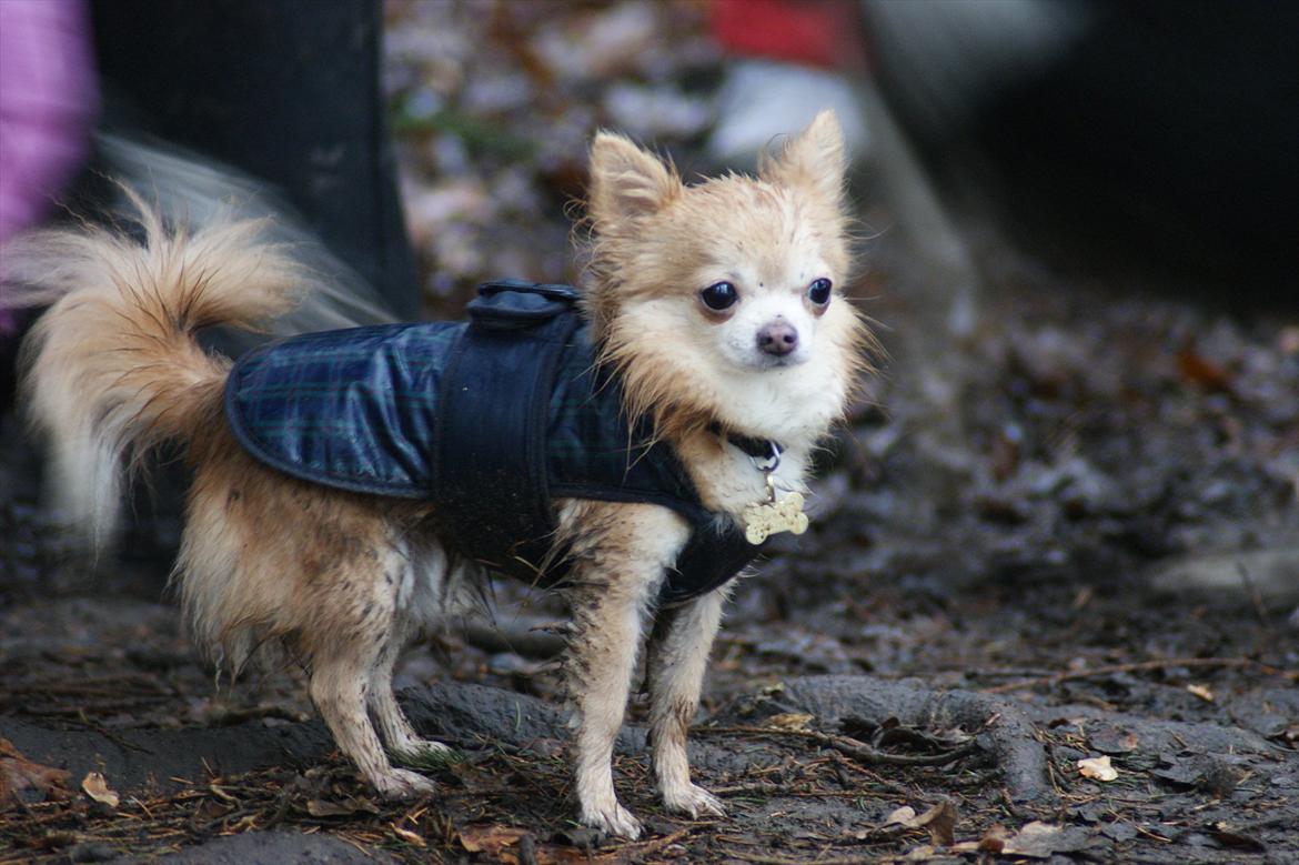 Chihuahua R.I.P MILO. Puccini de la mariposa bonita billede 16