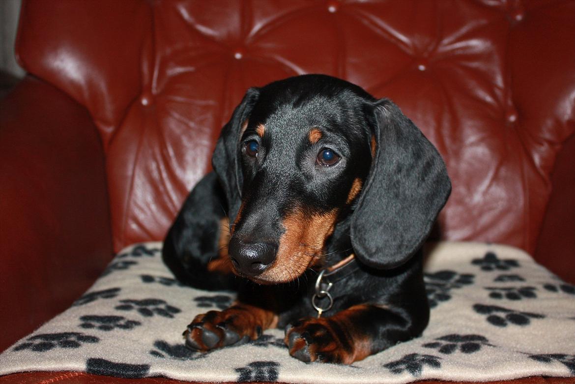 Gravhund Blackie - 4 måneder billede 9