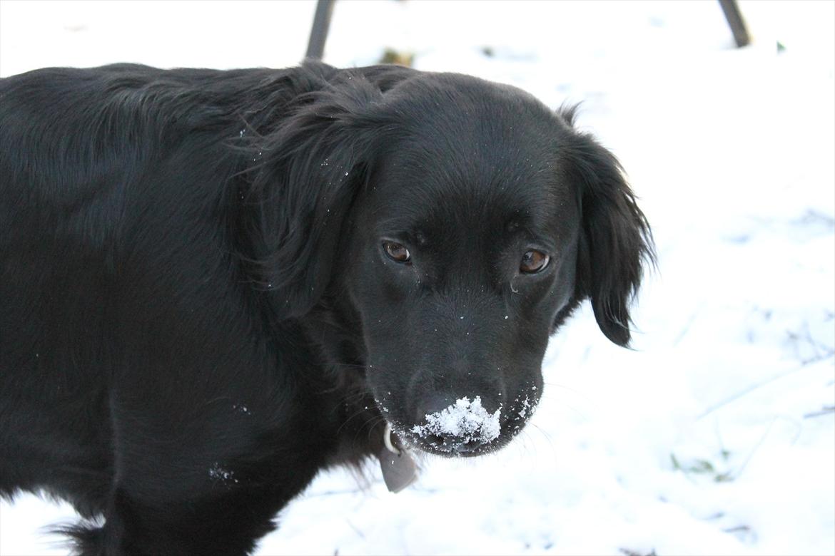 Blanding af racer Trunte billede 3