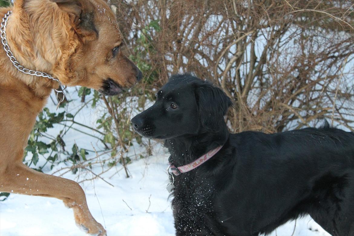 Blanding af racer Trunte billede 9