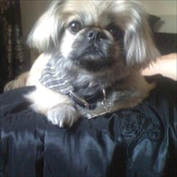 Pekingeser ATOS billede 20