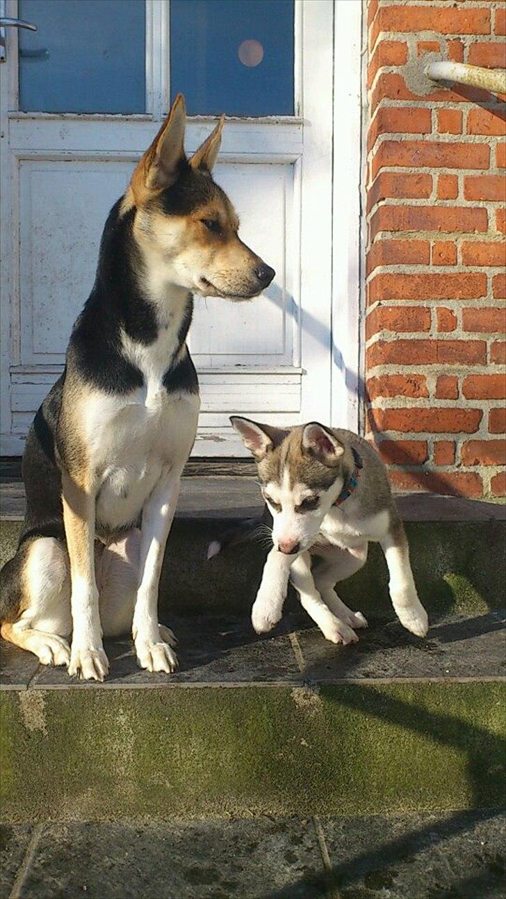 Blanding af racer Trinity billede 2