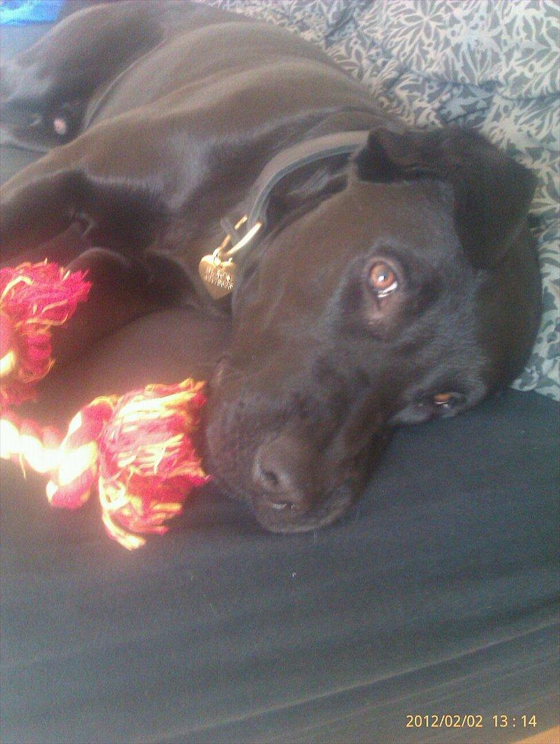 Blanding af racer blacki billede 6