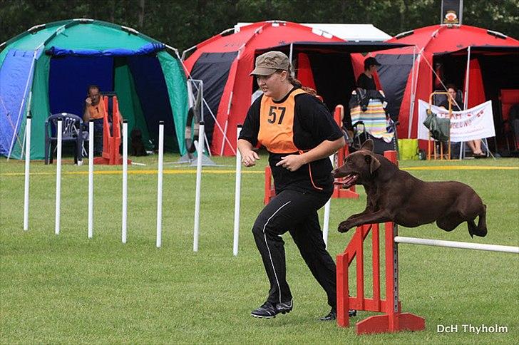 Labrador retriever Pusle billede 19