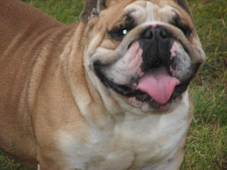 Engelsk bulldog English pirates Pepe billede 1