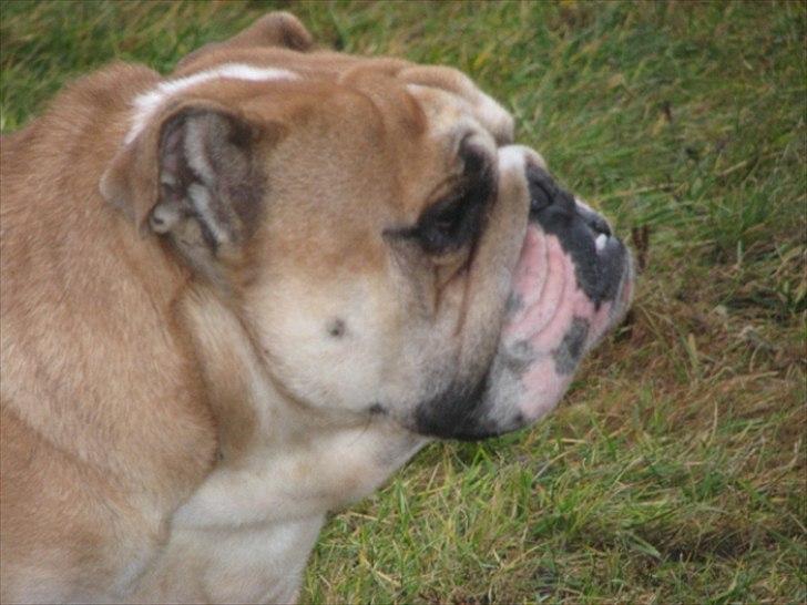 Engelsk bulldog English pirates Pepe billede 3