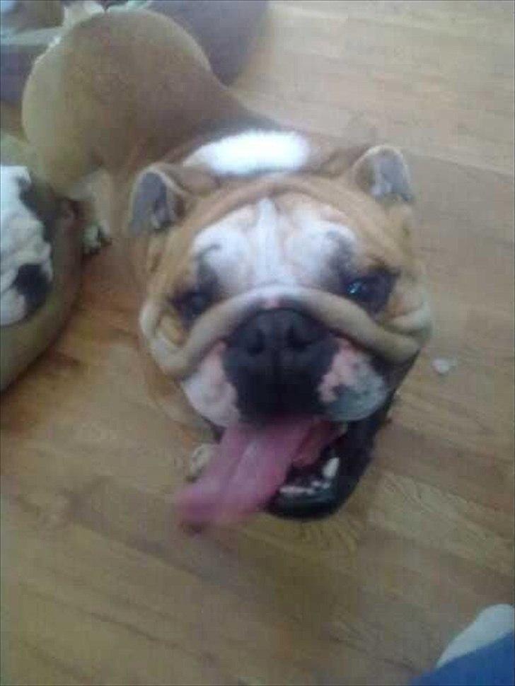 Engelsk bulldog English pirates Pepe billede 5