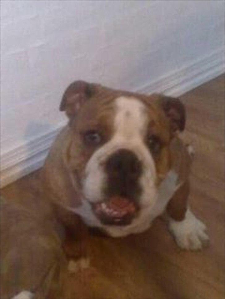 Engelsk bulldog ABBY - Aby musen billede 1