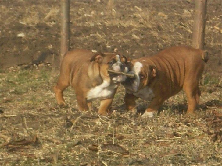 Engelsk bulldog ABBY - Abby og hendes søster billede 2