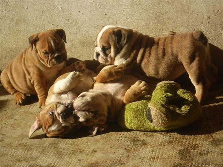 Engelsk bulldog ABBY - Abby som baby nederst billede 3