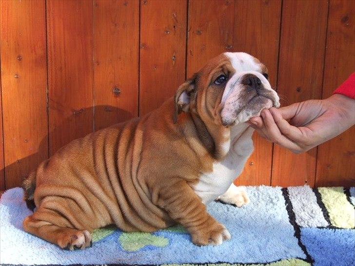 Engelsk bulldog ABBY billede 4