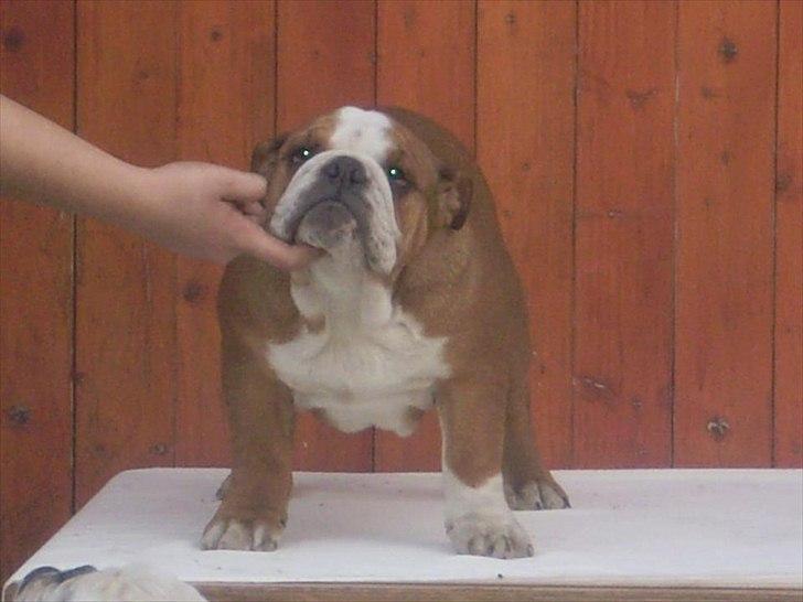 Engelsk bulldog ABBY billede 5