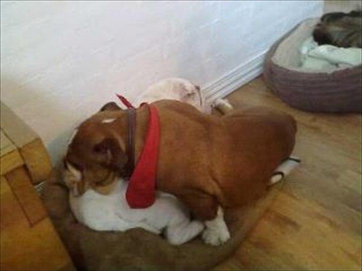 Engelsk bulldog ABBY - Abby og Augusta billede 6