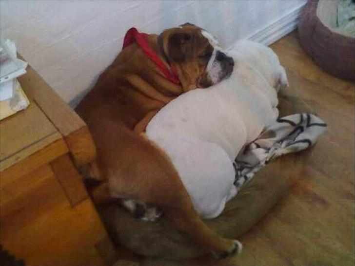 Engelsk bulldog ABBY billede 7