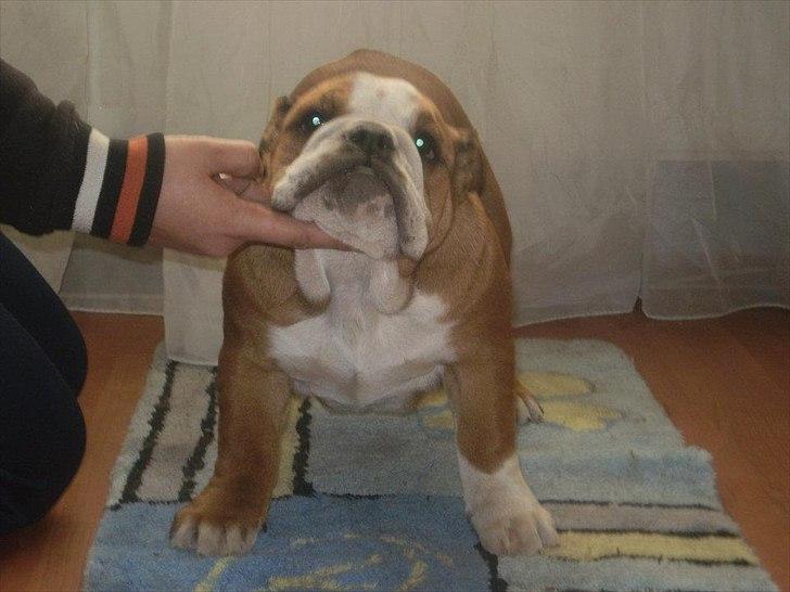 Engelsk bulldog ABBY billede 8