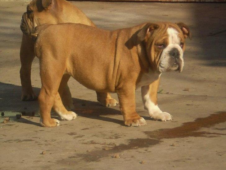 Engelsk bulldog ABBY billede 9