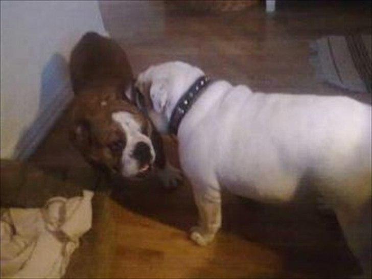 Engelsk bulldog ABBY billede 10