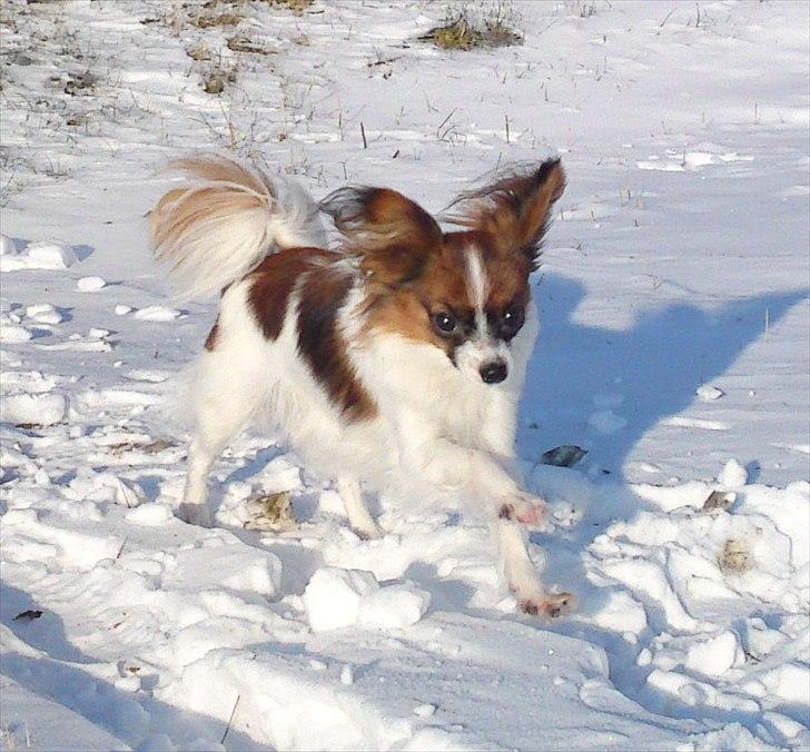 Papillon NA's Molly - 2. feb. 2012 snow queen :) billede 5