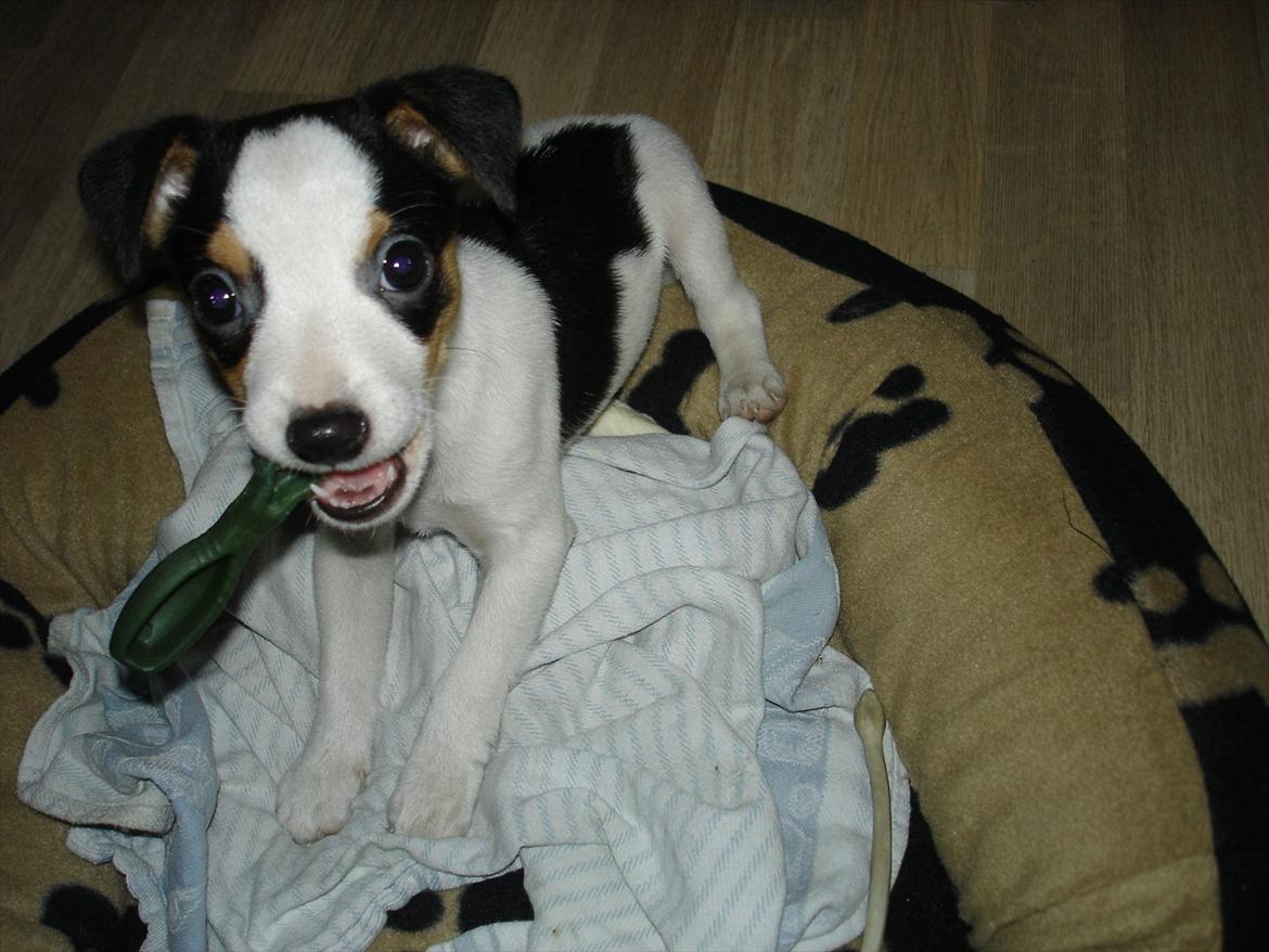 Dansk svensk gaardhund Milo Min Soulmate - Husk lige tandbørsten. billede 49