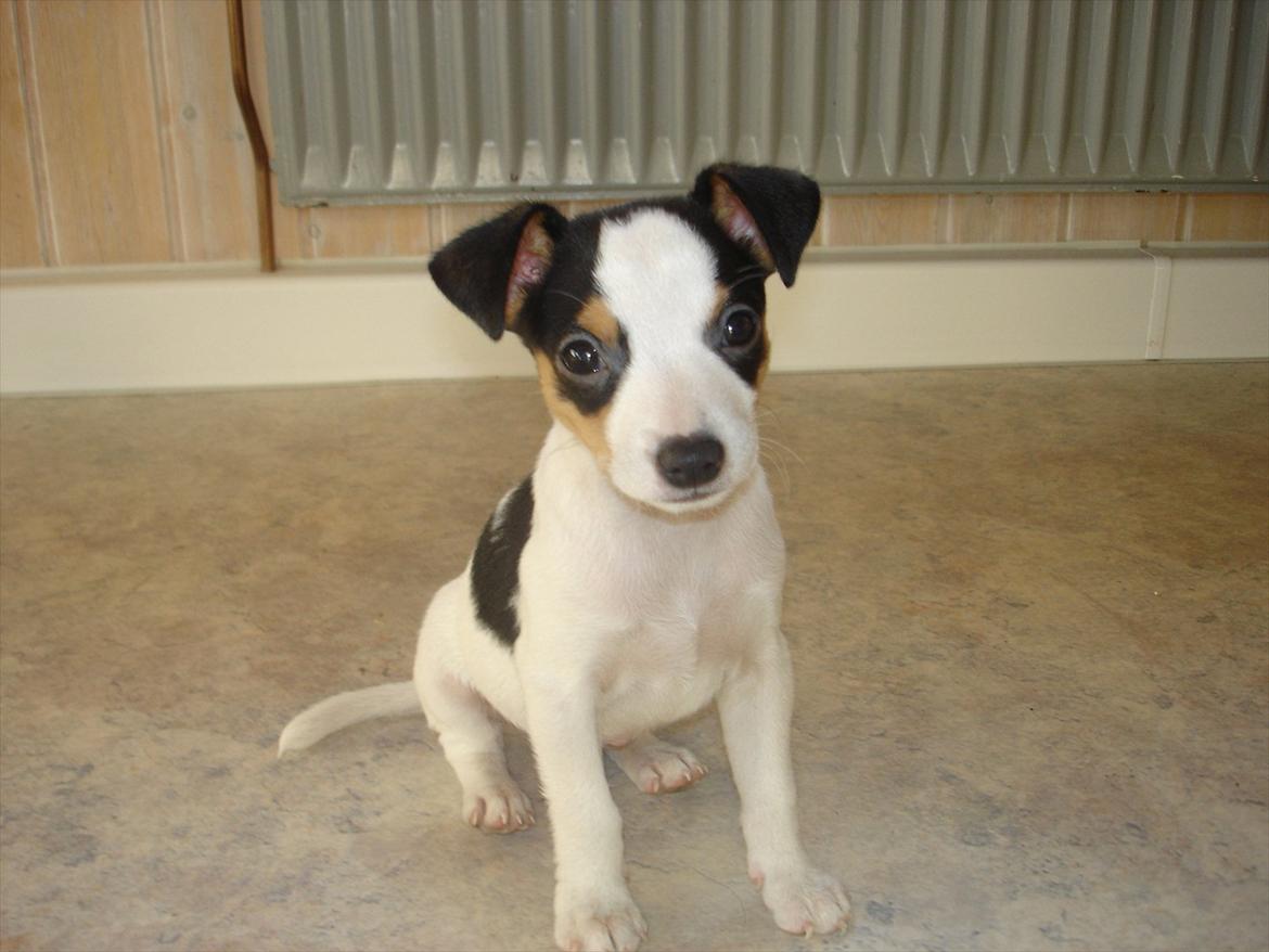 Dansk svensk gaardhund Milo Min Soulmate - Skal jeg nu fotograferes igen. billede 43