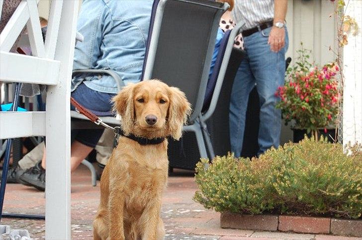 Cocker spaniel Pixi billede 16