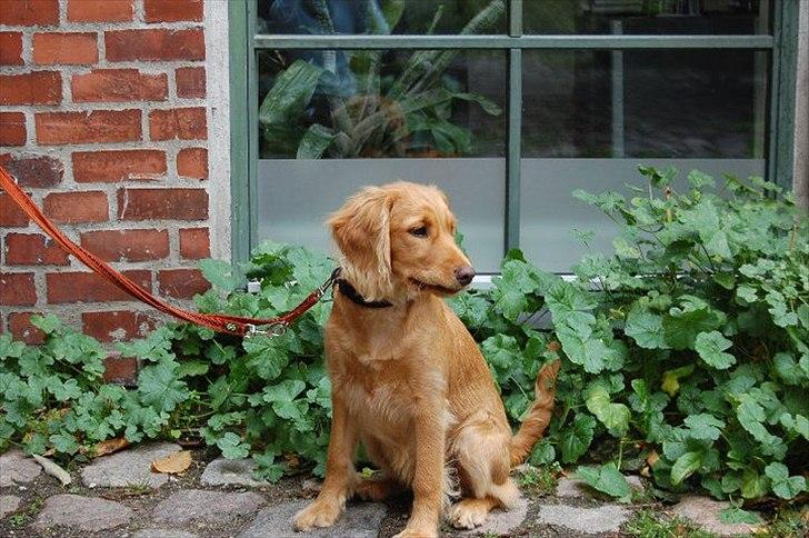 Cocker spaniel Pixi billede 17