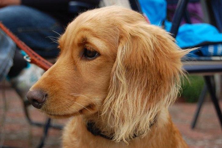 Cocker spaniel Pixi billede 18