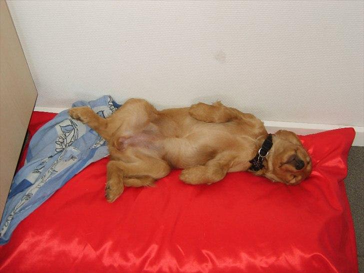 Cocker spaniel Pixi billede 19