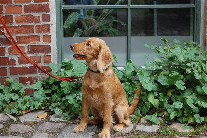 Cocker spaniel Pixi billede 20