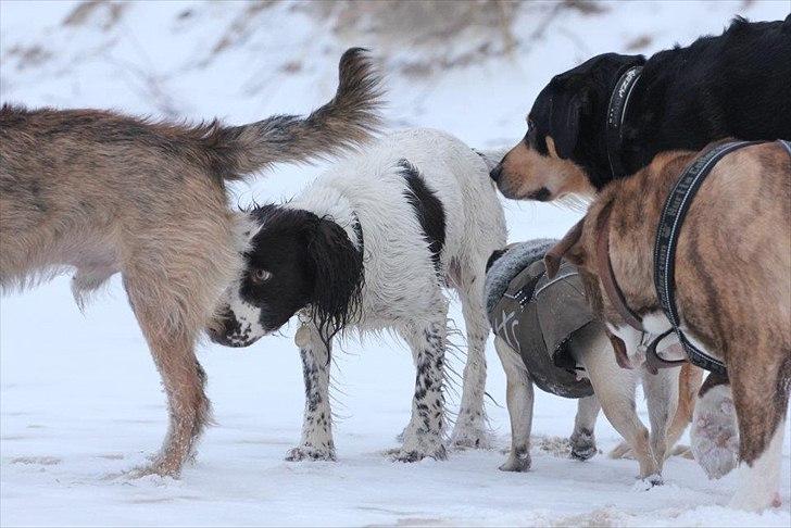 Blanding af racer Barley - Smut, Zoe, Sniffer og Barley hilser på en hund på standen - sikken en flok :-) billede 17