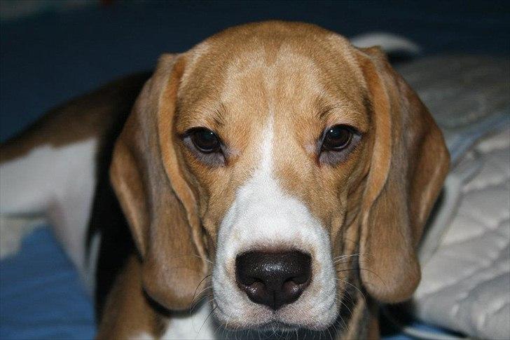 Beagle Bella <3 billede 3