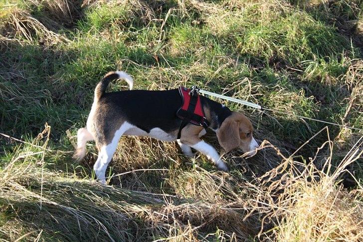 Beagle Bella <3 billede 4