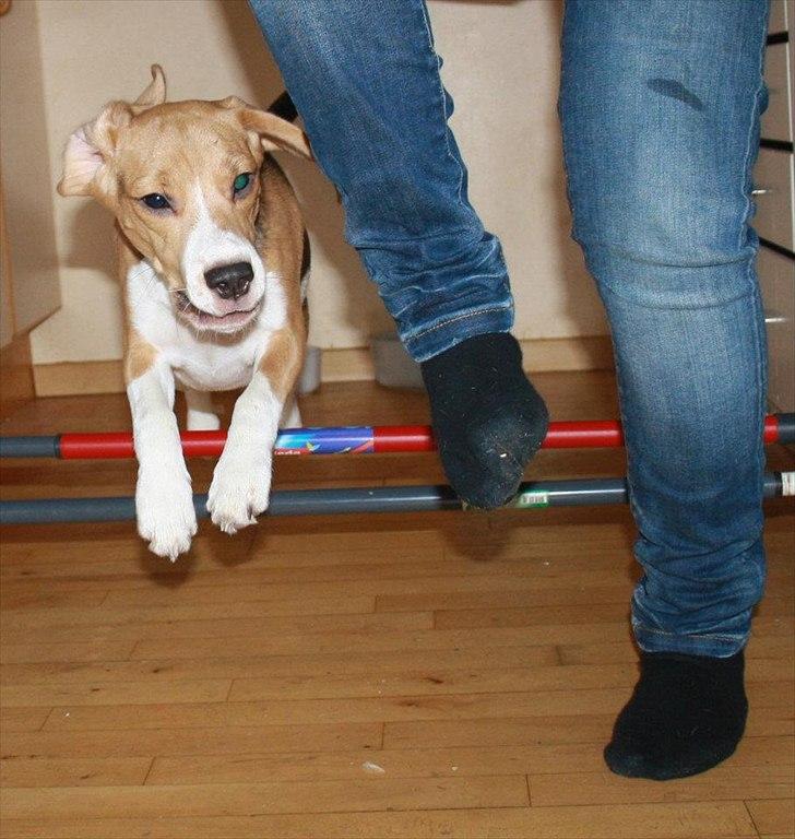 Beagle Bella <3 billede 5