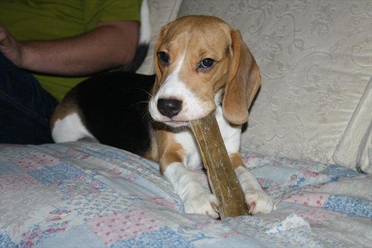 Beagle Bella <3 billede 6