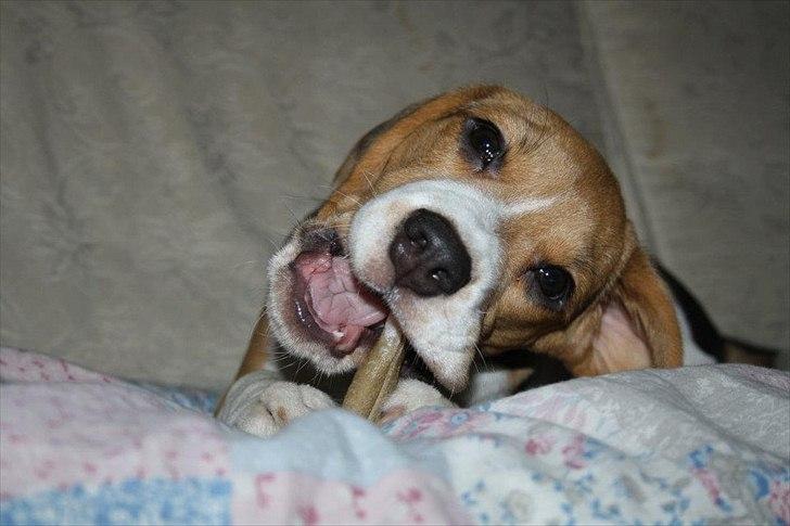 Beagle Bella <3 billede 7