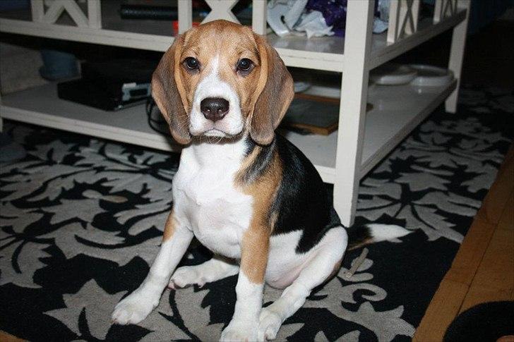 Beagle Bella <3 billede 8