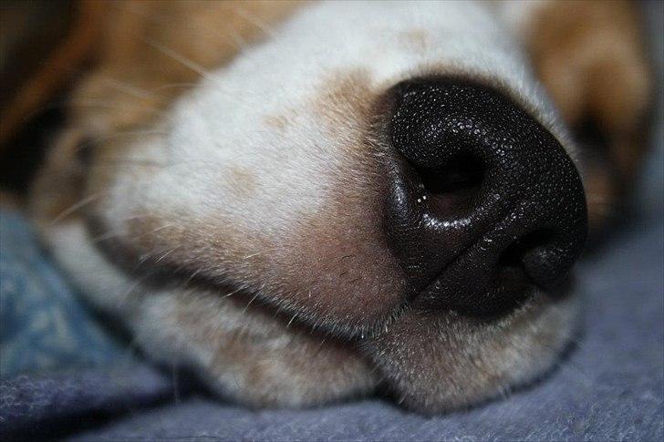 Beagle Bella <3 billede 9