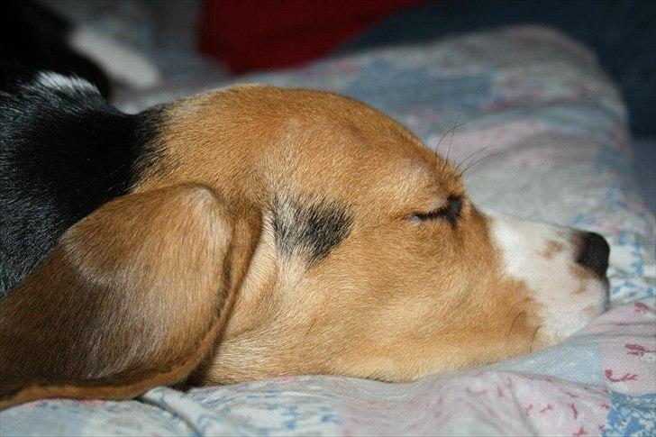 Beagle Bella <3 billede 2