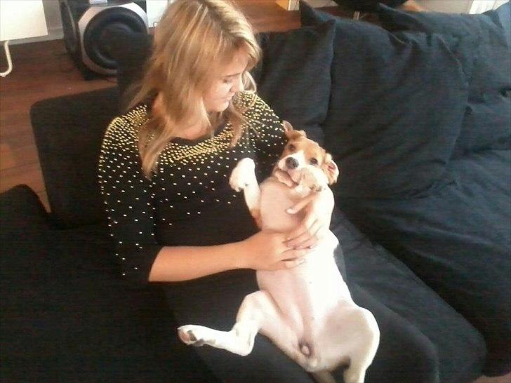 Beagle Bella <3 billede 10