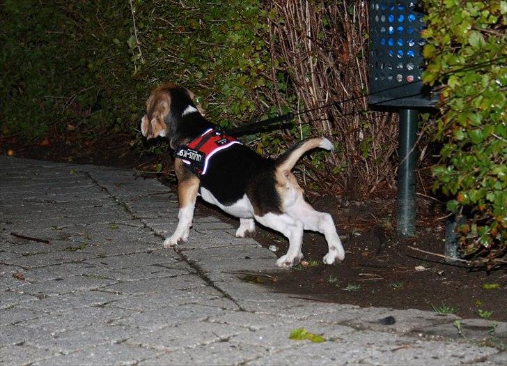 Beagle Bella <3 billede 11