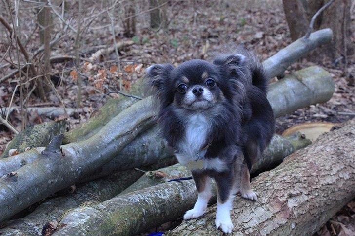 Chihuahua Novak von Lömmel - Skovtur, januar 2012 billede 1