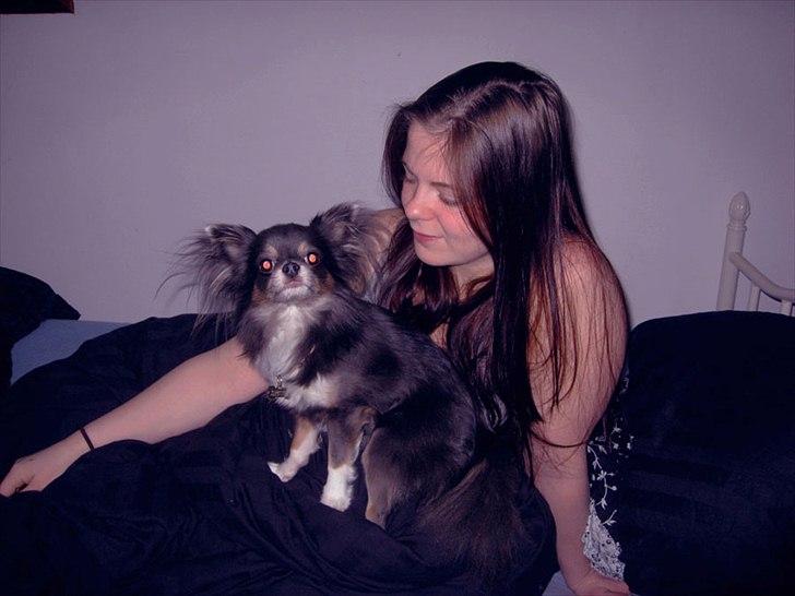 Chihuahua Novak von Lömmel - Mors kæreste er bare den bedste! billede 4