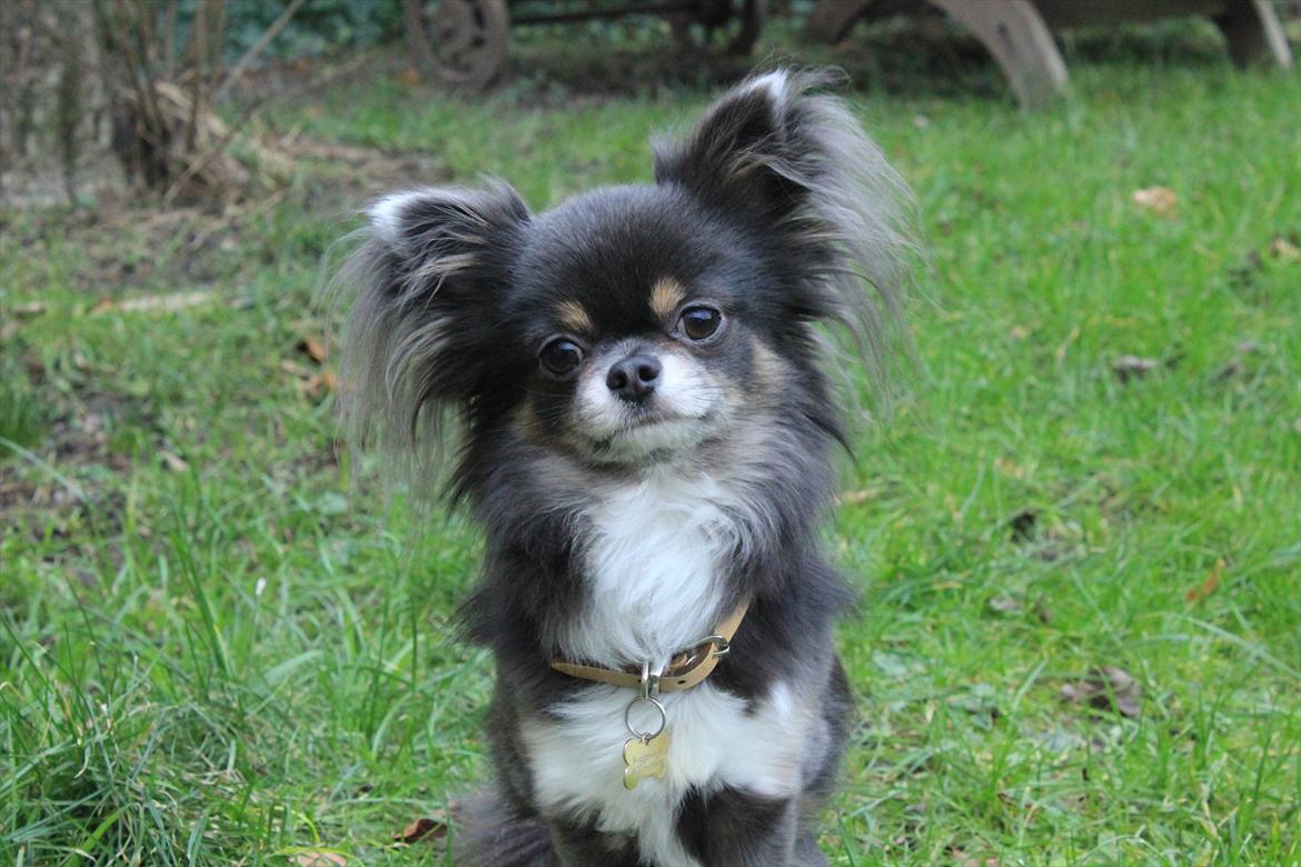 Chihuahua Novak von Lömmel - Haven, januar 2012 billede 5