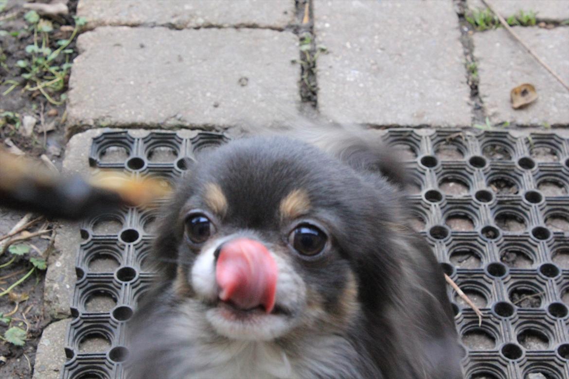 Chihuahua Novak von Lömmel - Namnam, tørret fisk! billede 2