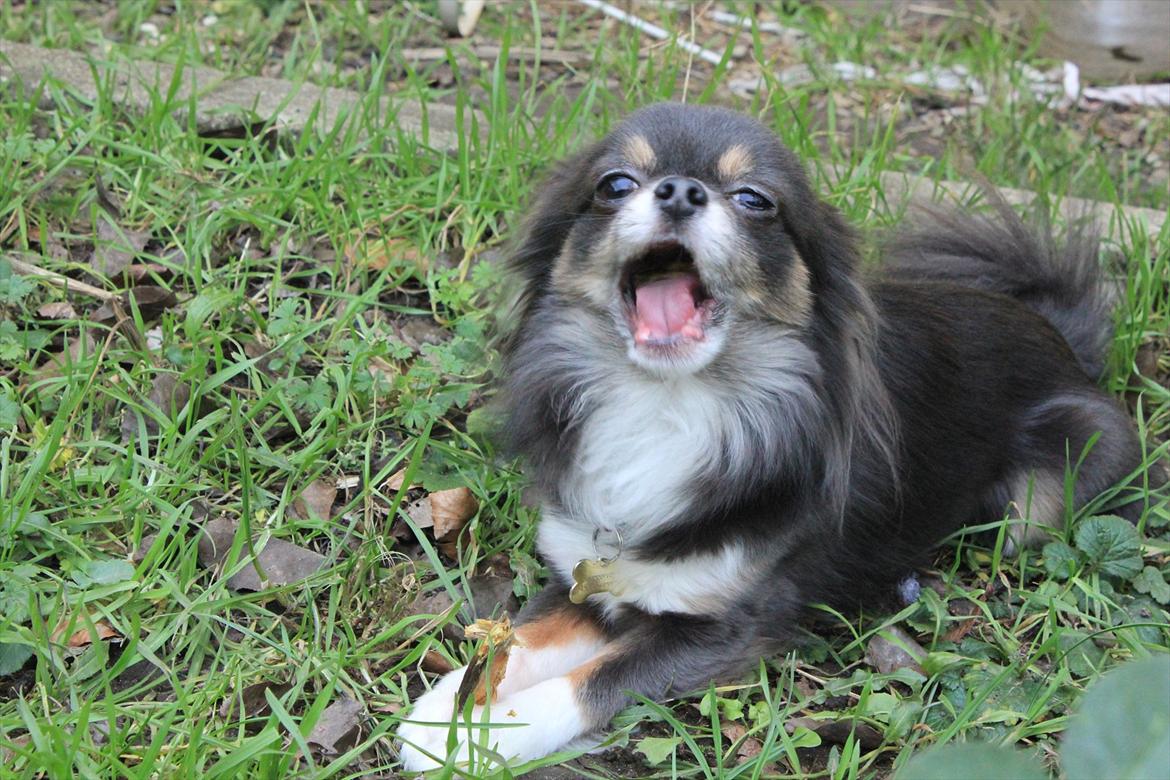 Chihuahua Novak von Lömmel - Farlig løve! Brøøøl! billede 3