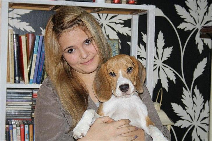 Beagle Bella <3 - Bella og jeg (-: <3 billede 1
