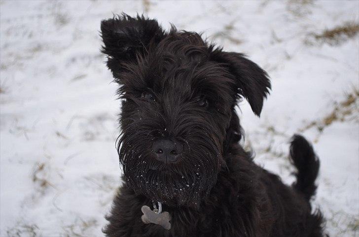 Dvaergschnauzer Hansen - Godaw a hedder Hansen, a er Nordjyde ;) billede 1